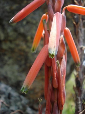 Aloe suprafoliata flowers
